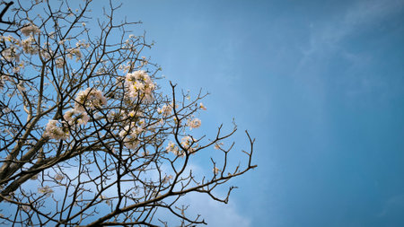 tabebuya flower blossom on blue skyの写真素材