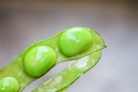 Close Up of Open Edamame or Green Soy Bean の写真素材