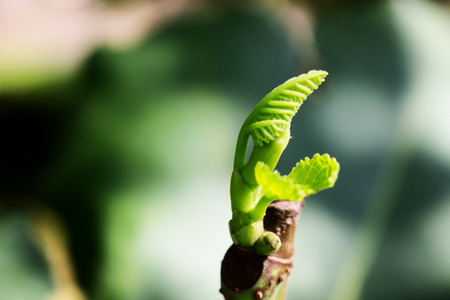 The Bud of Fig Fruit. The Young Leafs of Fig Start to Open. の写真素材