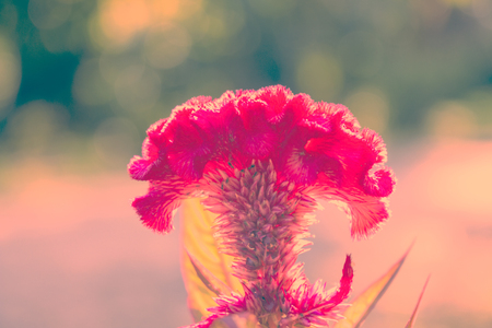 Close up or macro pink cockscomb flower and insect. (Selective focus)