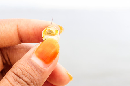 A Girl Finger Hold Sea mollusk With shells. Orrange Nail Polish Fingger Hold Sea Mollusk on Beach