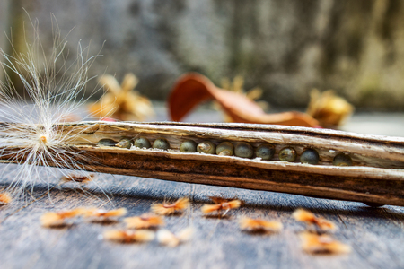 Opened Dried Bendi (Abelmoschus esculentus Moench, Lady's fingers, okra, gumbo) Seed With Tilaceum on Black Woodの写真素材