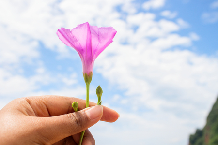 Teen Girl Hold Purple Wild Flower in The Blue Sky in Coast Lineの写真素材