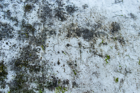 Moss grow on crack gray old cement floorの写真素材