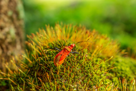Red Insect Walk on Green Moss With Seed in The Morning Sun Shine の写真素材