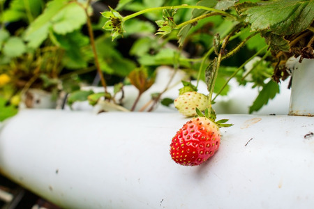 Side View Ripe and Unripe Strawberry Hangging in Stalk in White Pipe as Potの写真素材