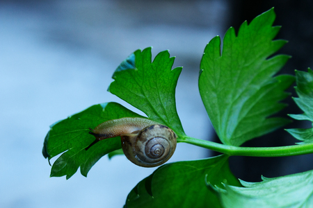 Little Snail Crawl on Green Celery Leaf. Close up small snail on green leaf in the garden.の写真素材