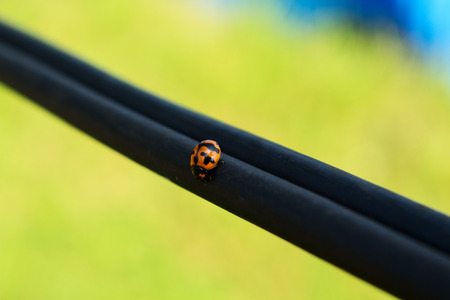 Big Brown Ant Walk on Big Black Electric Cable in Near Grass Bushの写真素材