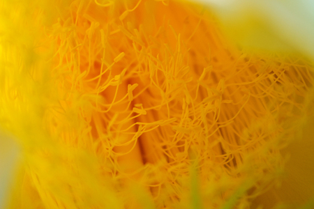 Abstract Background Close Up Yellow Stamen of Dragon Fruit Flowerの写真素材