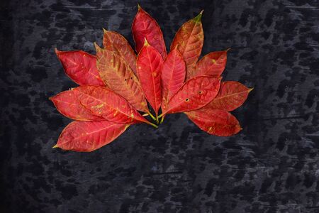 The Autumn Leaves are Arranged in a Half Circle on Dark Background
