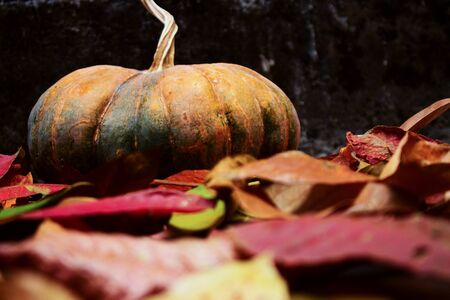 Side View of Ripe Pumpkin on Pile of Autumn Leafsの写真素材