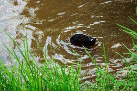 the black duck head dives in murky river waterの写真素材