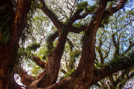 Giant trees and huge trunks and branches at De Djawatan Benculuk Banyuwangi. Travel destination in...