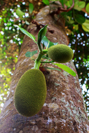 A tree with a bunch of green fruit hanging from it. The fruit is green and has a lot of spots