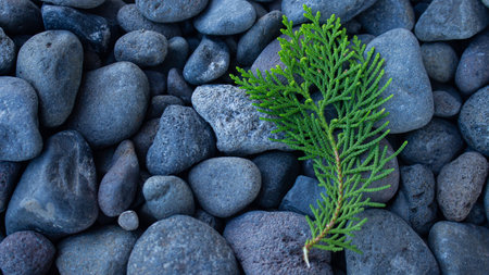 Top view of a green cypress leaves on the gray rocks with pores. Copy space of cypress leaves on gray rocksの写真素材