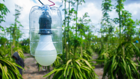 Close-up of a LED light bulb enclosed in a plastic bottle used in a dragon fruit orchard for enhancing growth and cultivation.の写真素材