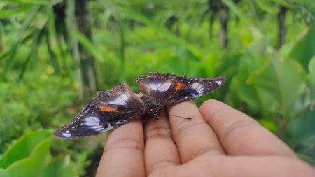 butterfly rests on a person's finger, surrounded by lush greenery, showcasing the beauty of nature and the gentle interaction between humans and wildlifeの写真素材
