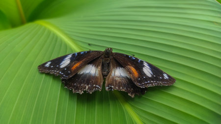 butterfly rests gracefully on a vibrant green leaf, showcasing the delicate beauty of nature with detailed wings and a serene environmentの写真素材