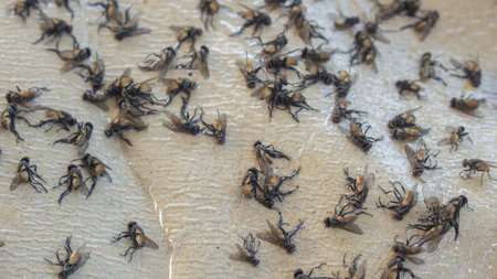 close-up shot of several dead flies on a surface, illustrating an insect infestation or the aftermath of pest control efforts.の写真素材