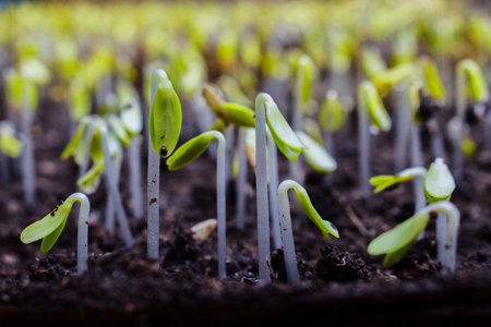 group of sprouting plant seeds. A group of dicotyledon plants that have started sprouting.