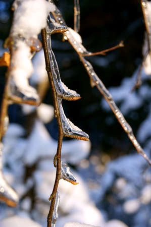 twigs in ice in winter woodの写真素材