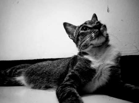 Cat sits on the floor, greyscale filterの写真素材