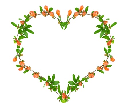  Heart of the leaves and flowers of pomegranate tree. Isolated on a  white background.の写真素材