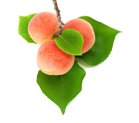  Apricots on a branch with leaves.Isolated on a white backgroundの写真素材