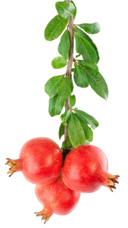 Pomegranate fruits on a branch with leaves isilated on a white backgroundの写真素材