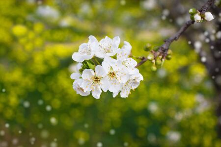 Blossoming branch of plum tree on a yellow-green background の写真素材