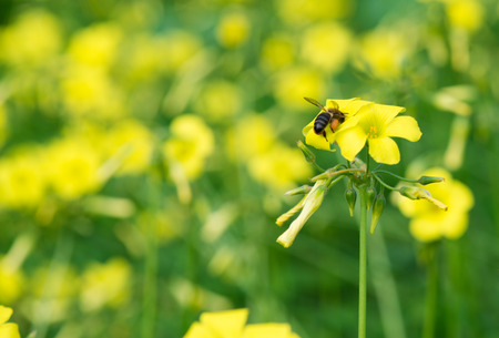 Honeybee on yellow flower