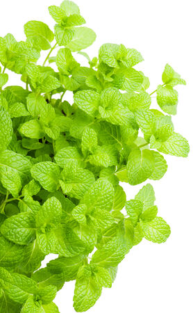 Growing mint leaves isolated on a white background 
