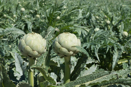 Closeup artichokes on the stalks in the  fieldの写真素材