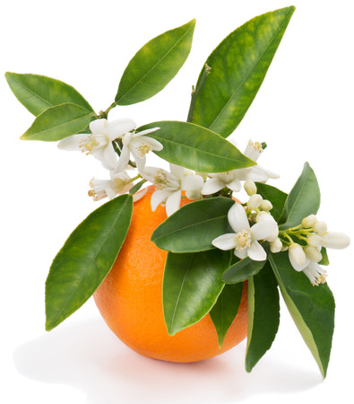 Orange fruit with leaves and blossom isolated on a white background の写真素材