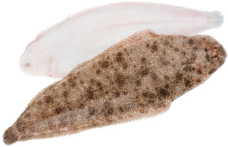 Common sole isolated on white backgroundの写真素材