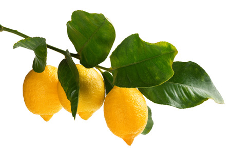 Three lemons on a twig with green leaves  isolated on white backgroundの写真素材