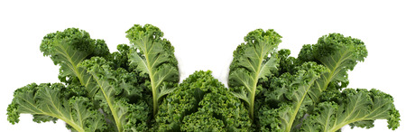 Collage of fresh leaves of curly kale isolated on white background.の写真素材
