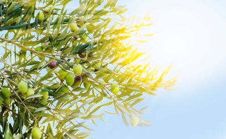 Olive fruits on a trees in orchard and the sun's rays against the blue sky.の写真素材
