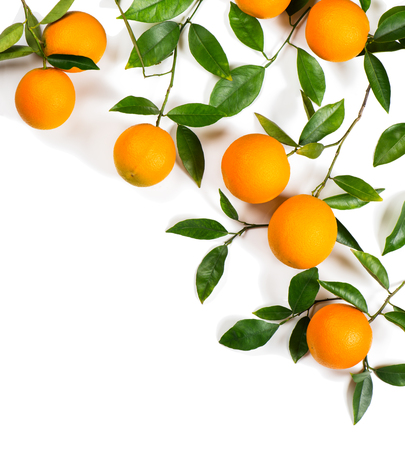 Orange fruits and leaves border design isolated on white background.の写真素材