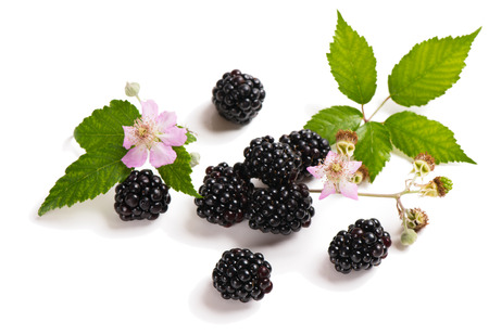 Top view of blackberry on the branch with flowers, leaves and buds isolated on white background.の写真素材