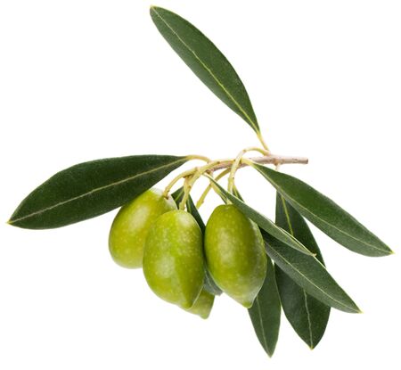 Tree branch with leaves and green olive fruits isolated on white background.の写真素材