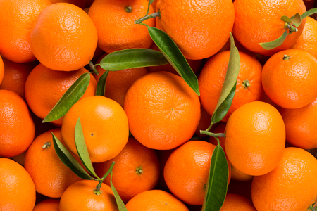 Many freshly picked tangerine fruits with green leaves as background. Top view.の写真素材