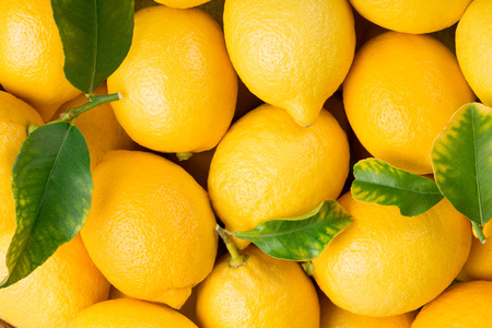 Many freshly picked lemon fruits with green leaves as background. Top view.の写真素材