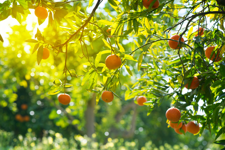 Orange tree with fruits in orange garden on a sunny day.の写真素材