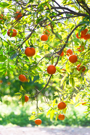 Oranges on an orange tree on a garden background.の写真素材