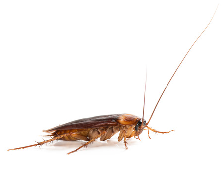 American cockroach (Periplaneta americana)  of large size with long mustache and wings. Isolated on...