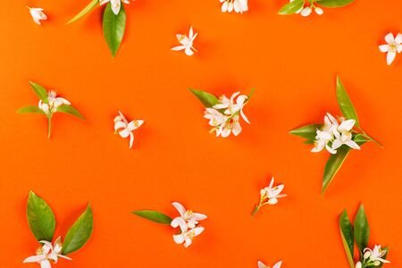  Blossom of orange tree and green leaves on orange background. Flat lay and top view.の写真素材