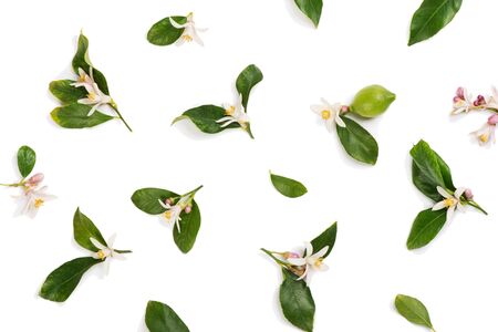Blossom and buds of lime or lemon tree with green leaves, above view, isolated on white background