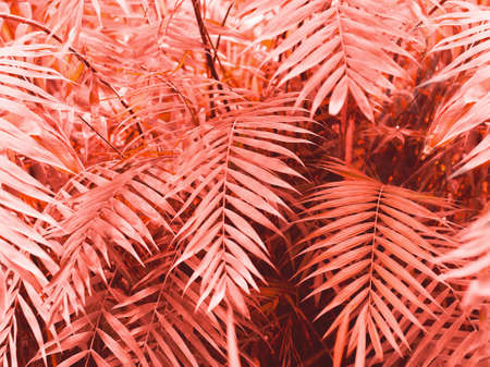 Botanical organic texture background in color pantone living coral, summer floral wallpaperの写真素材
