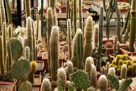 Succulents in pots in row farm of growth background